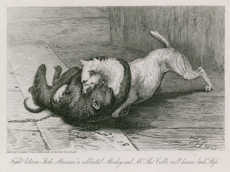 Boj mezi Jaccem Macaccem, slavnou opicí, a známou fenkou pana Thomase Cubba, Kocourem. od Edwin Landseer