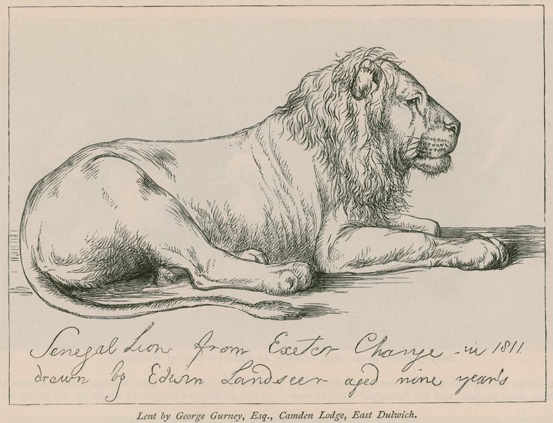 Senegalský lev z Exeter Change od Edwin Landseer