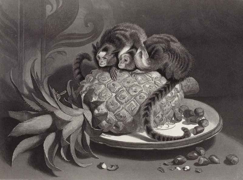 Marmozets od Edwin Landseer