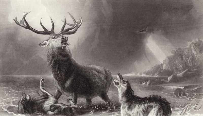 The Stag at Bay od Edwin Landseer