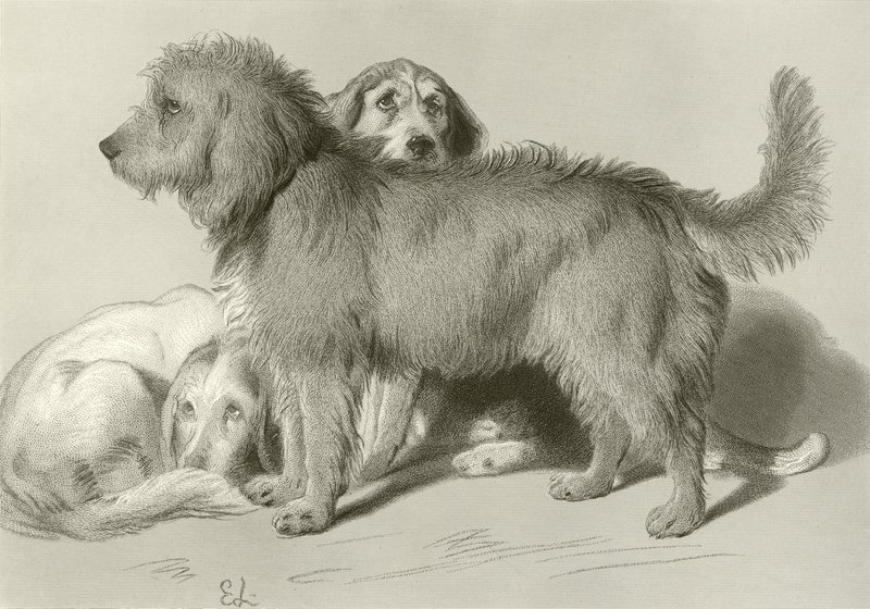 Tři psi od Edwin Landseer