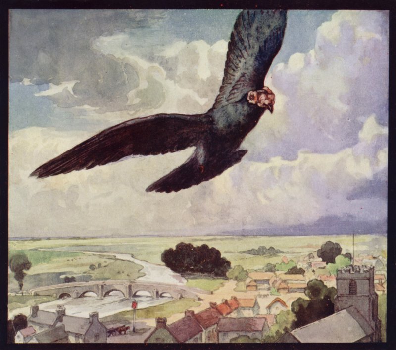 Poštovní holub na křídle (barva lito) od Edwin Noble