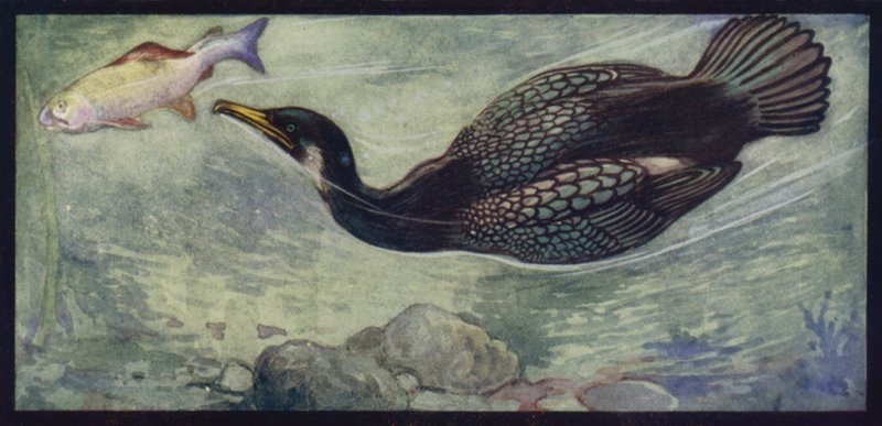 Kormorán a jeho kořist (barva litho) od Edwin Noble