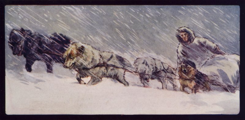 Tým Esquimaux Sledge Dog Team (barevné foto) od Edwin Noble