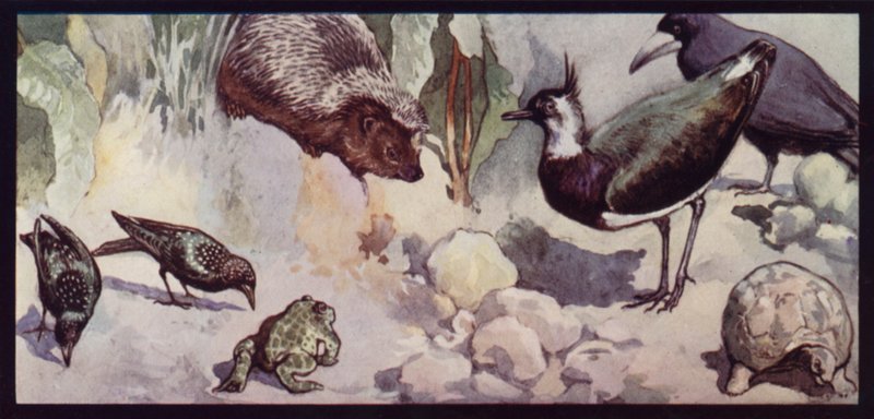 Nepřátelé červa a slimáka (barva litho) od Edwin Noble