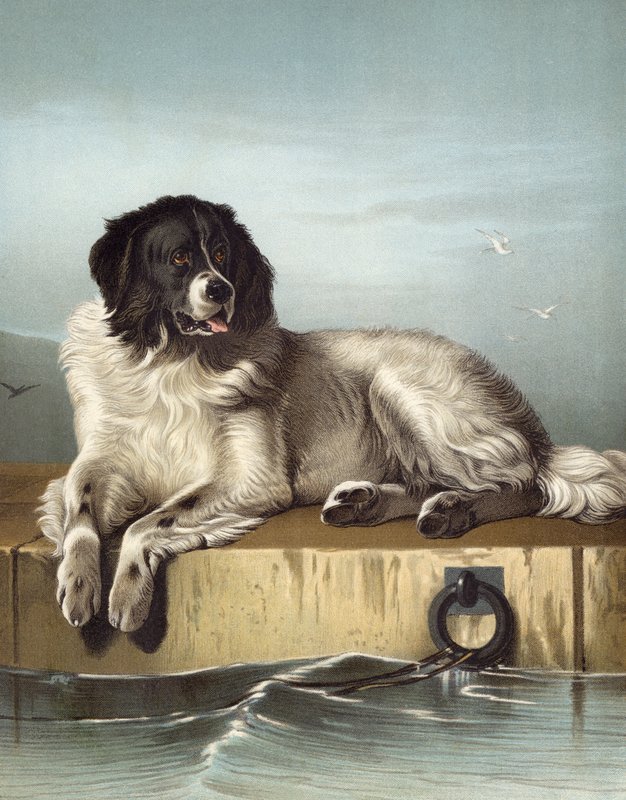 Významný člen Humane Society od Edwin after Landseer