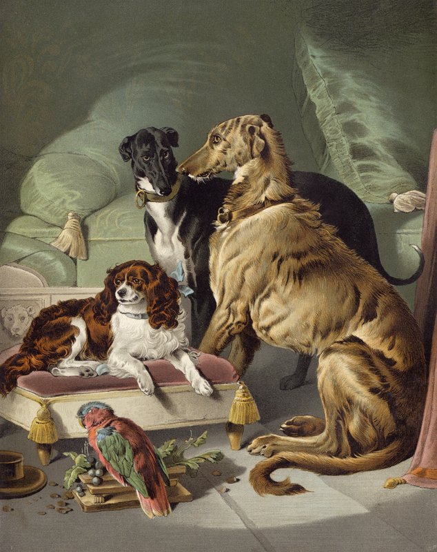 Dash, Hector, Nero a Lory od Edwin after Landseer