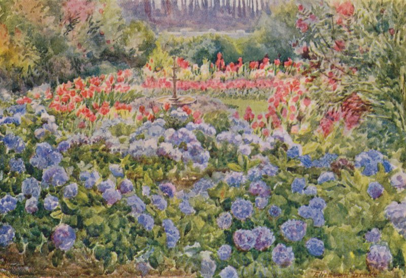 Modré hortenzie a růžové kanny, Alphen, Wynberg (barevná litografie) od Elizabeth Drake