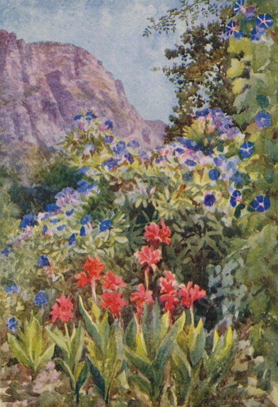 Modrá ipomója a kanny, Bishopscourt, poblíž Kapského Města (barevná litografie) od Elizabeth Drake