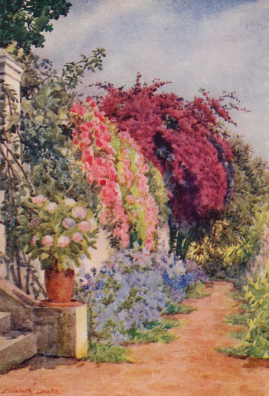 Bougainvillea and Roses, Welgelegen, Rosebank (barevná litografie) od Elizabeth Drake