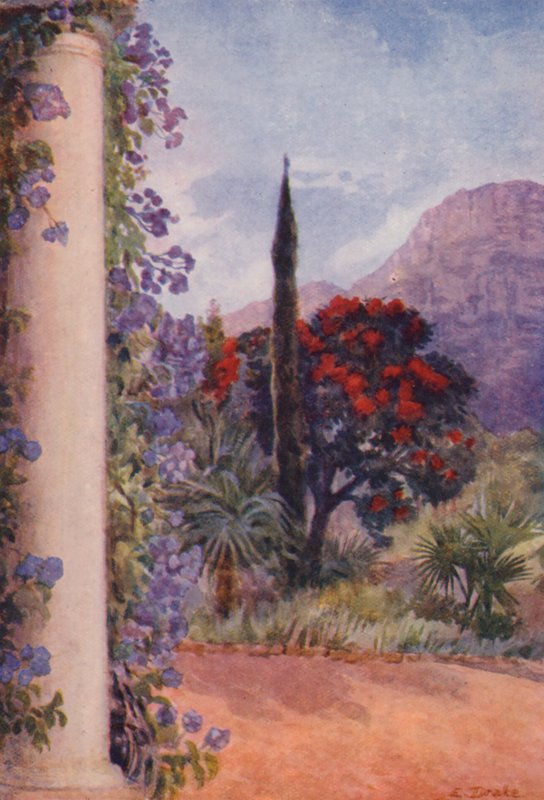 Tmavě červený eukalyptus a Solanum Wendlandii v Paradise, Claremont (barevná litografie) od Elizabeth Drake