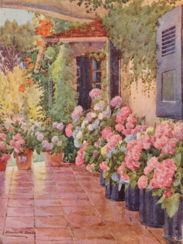 Hortenzie na stohu, Paradise, Claremont (barevná litografie) od Elizabeth Drake