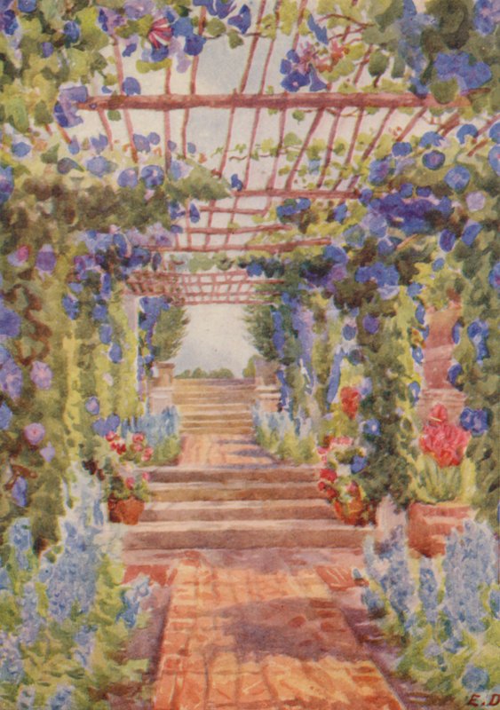 Pergola pokrytá modrými rostlinami Ipomoea Learii de Grendel, Tygerberg (barevná litografie) od Elizabeth Drake