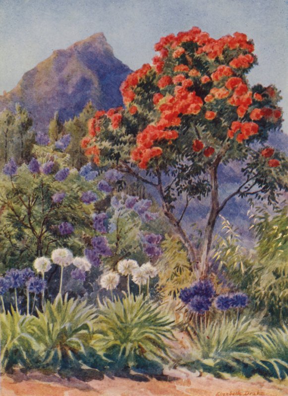 Šarlatově kvetoucí eukalyptus, poblíž Kapského Města (barevná litografie) od Elizabeth Drake