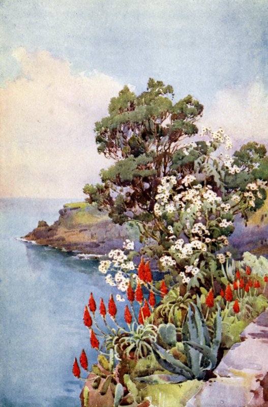 Aloe a Daisy Tree (barva litho) od Ella Du Cane