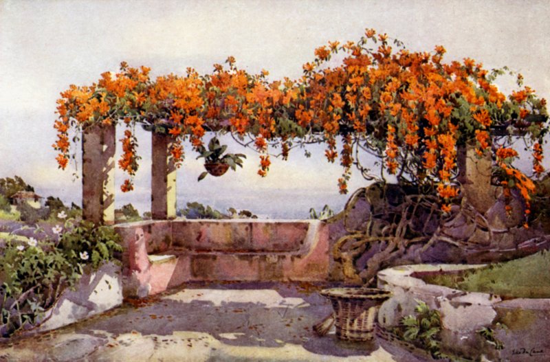 Bignonia Venusta (barva litho) od Ella Du Cane