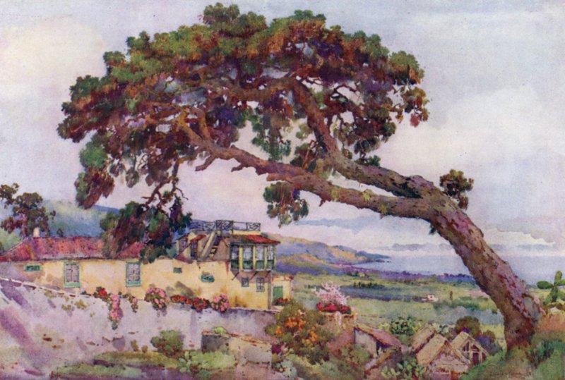 Kanárská borovice (barva litho) od Ella Du Cane
