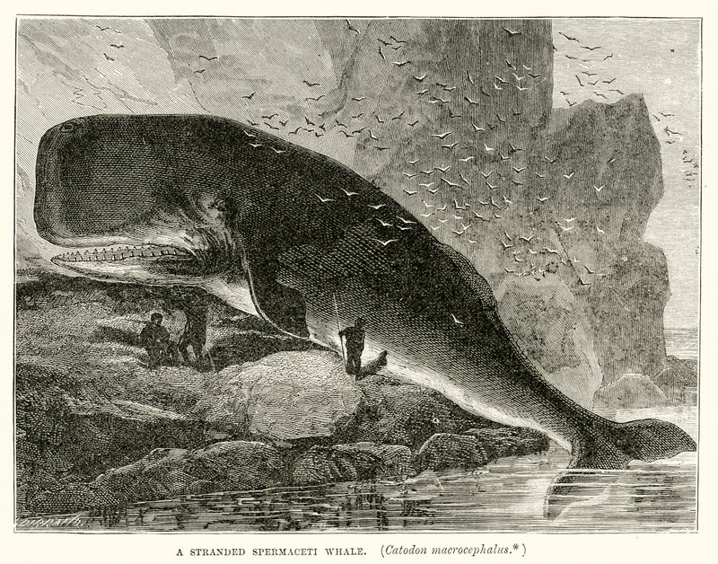 Stranded Spermaceti velryba (Catodon Macrocephalus) od English School