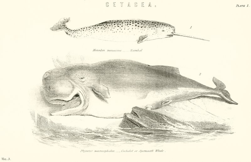 Cetacea od English School