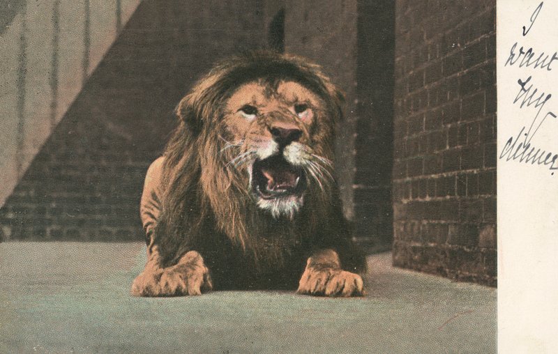 Lev v zoo, vrčí od English School