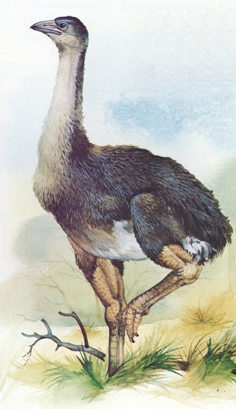 Moa, Dinornis Maximus, Nový Zéland, který vyhynul asi v roce 1850 od English School