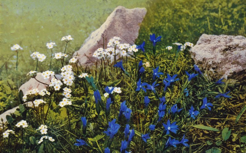 Alpské květiny: Androsace Chamaejasme a Gentiana Pumila (barevné foto) od English Photographer