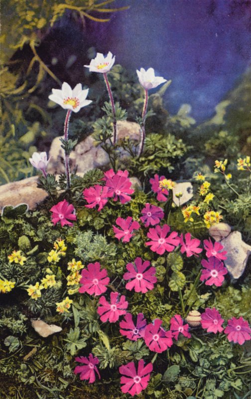 Alpské květiny: Draba Aizoides s Primula Minima (uprostřed) a Anemone Baldensis (vzadu) (barevné foto) od English Photographer