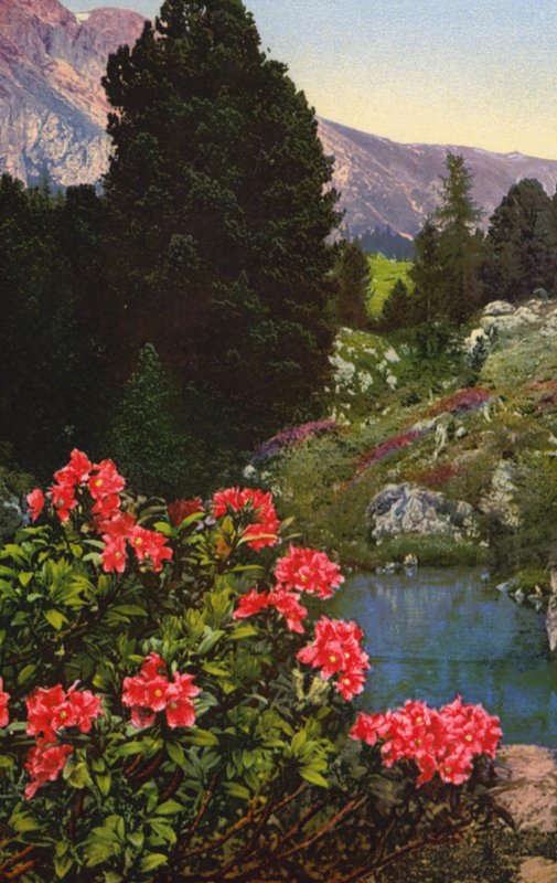 Alpské květiny: Rhododendron Ferrugineum (barevné foto) od English Photographer