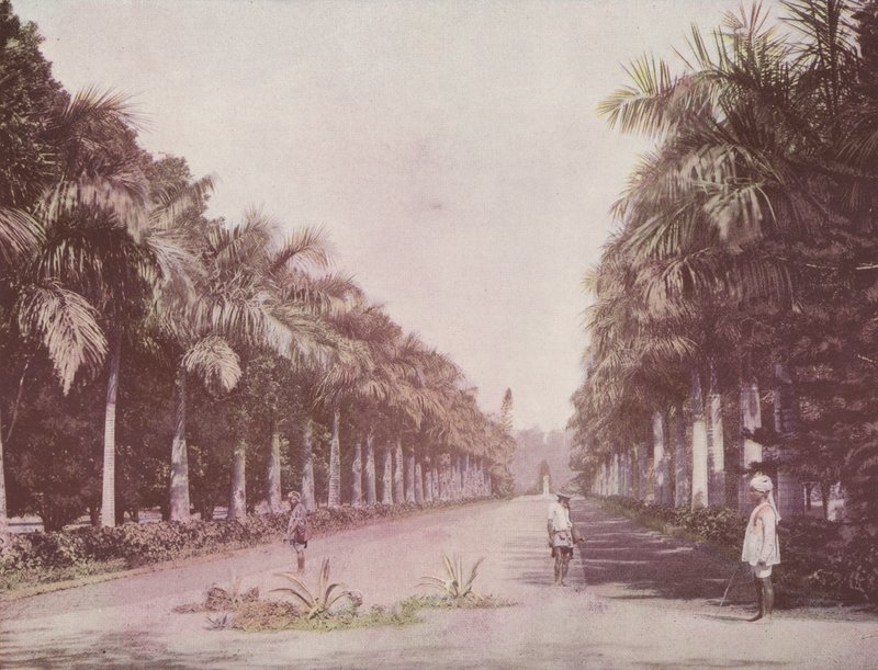 Avenue of Palms, Botanická zahrada, Kalkata (barevné foto) od English Photographer