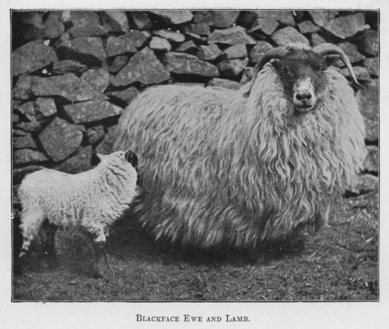 Blackface Ewe and Lamb (černobílá fotografie) od English Photographer