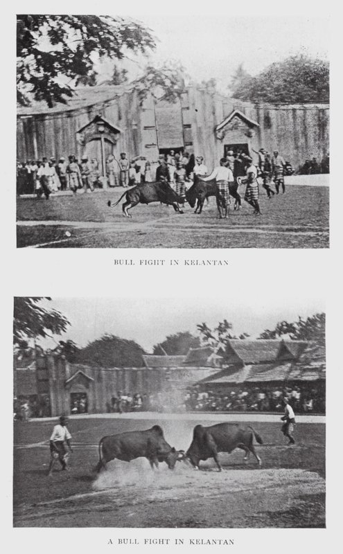 Býčí zápas v Kelantanu (č/b foto) od English Photographer
