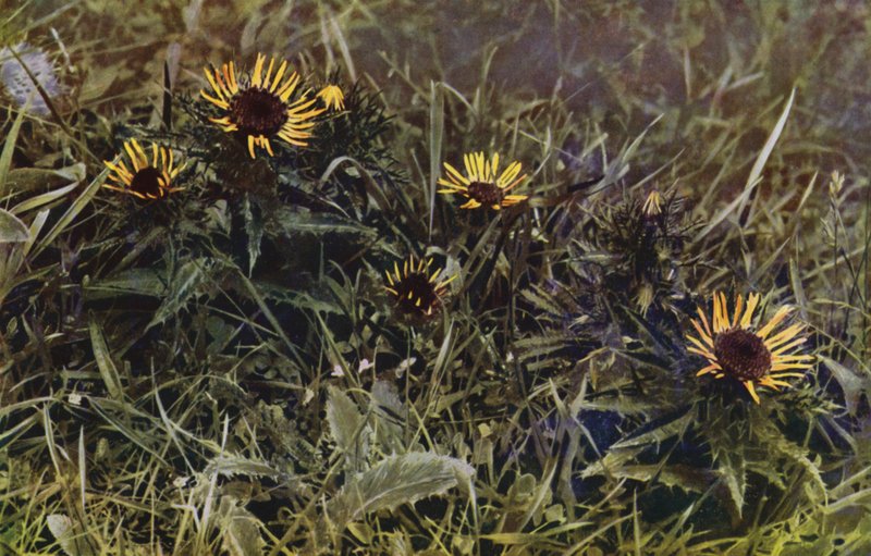 Carline Thistles (foto) od English Photographer