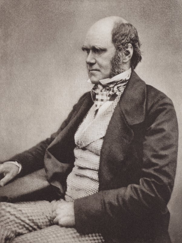 Charles Darwin, portrét, asi 1854, z fotografie firmy Maull  Fox (čb fotografie) od English Photographer
