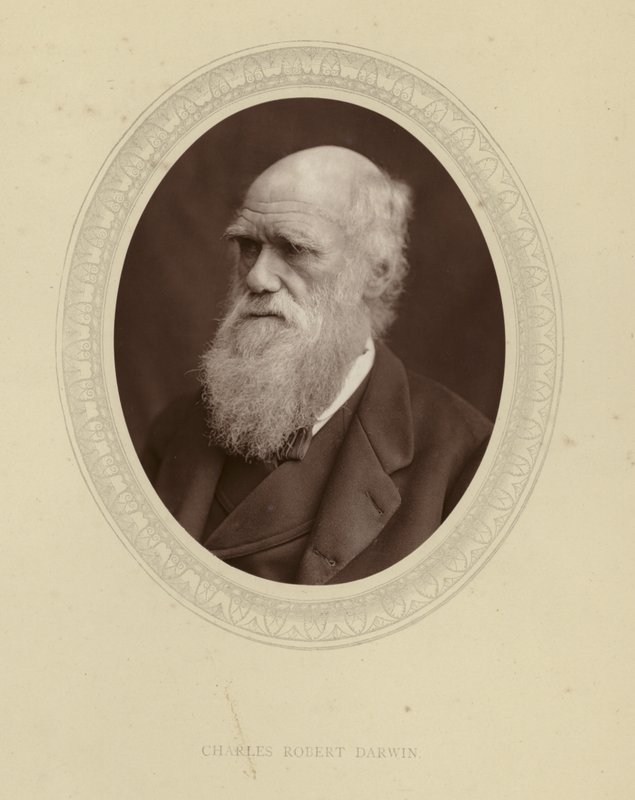 Charles Robert Darwin od English Photographer