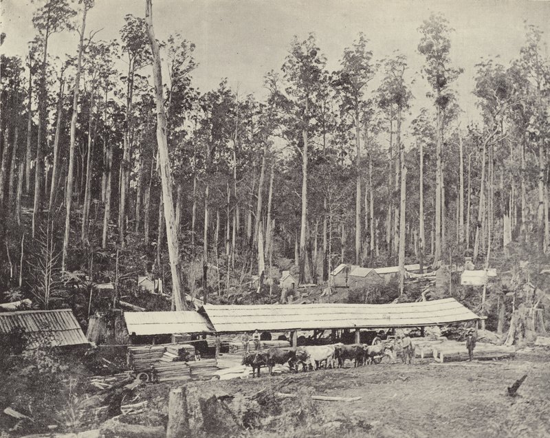 Childers Sawmill, Gippsland od English Photographer