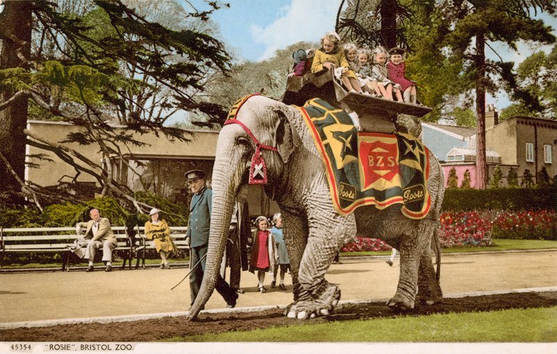 Děti si užívají jízdu na slonici Rosie, Bristol Zoo (foto) od English Photographer
