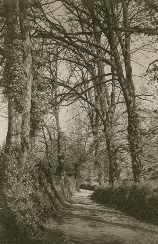 Cockington Lane, Devonshire, poblíž Torquay od English Photographer