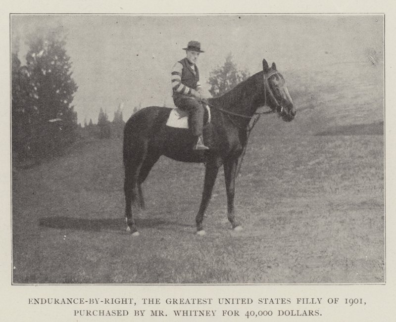 Endurance-by-Right, největší klisnička Spojených států z roku 1901, kterou koupil pan Whitney za 40 000 dolarů od English Photographer