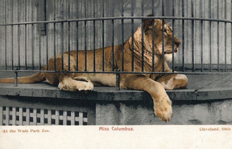 Lví samice, slečna Columbusová, Wade Park Zoo, Cleveland, Ohio (foto) od English Photographer