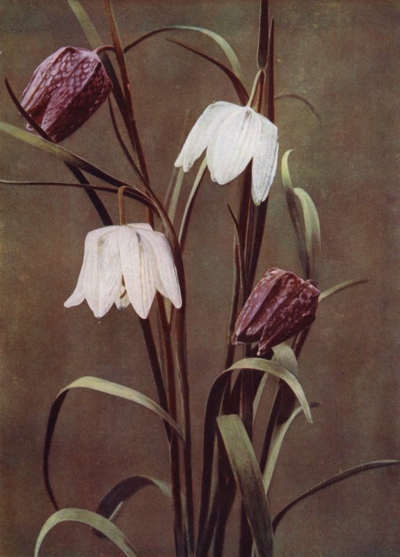Fritillaries (foto) od English Photographer