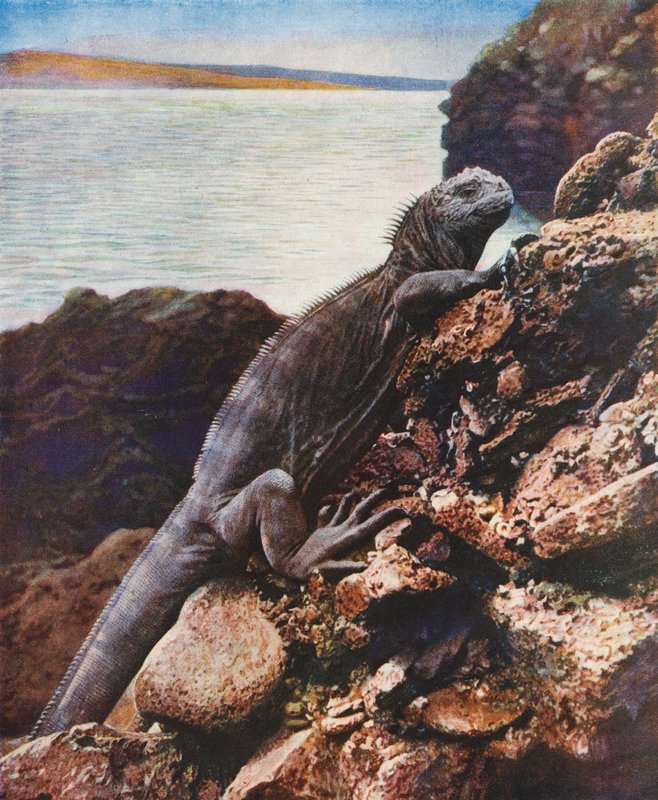 Leguán velký na jednom z Galapážských ostrovů (barevné foto) od English Photographer