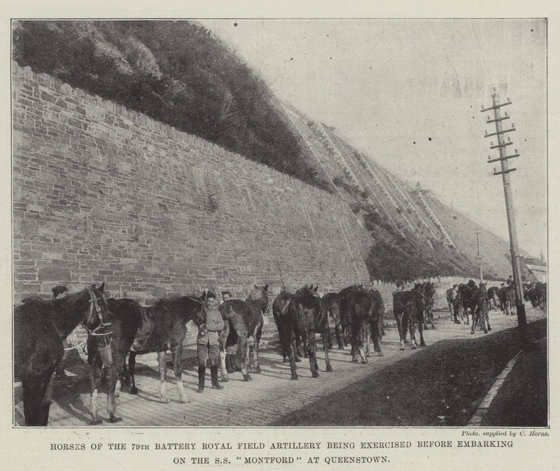 Koně 79. baterie královského polního dělostřelectva se cvičí před naloděním na SS Montford v Queenstownu od English Photographer