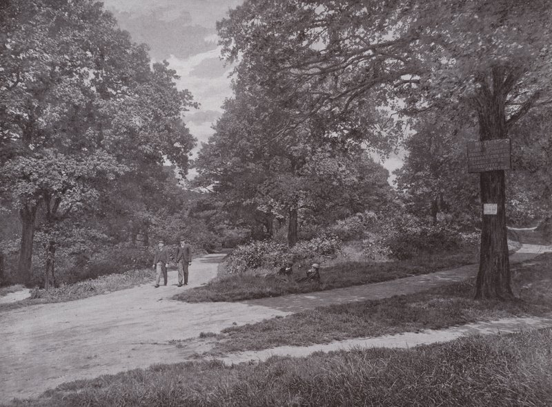 V Queens Wood, Highgate od English Photographer