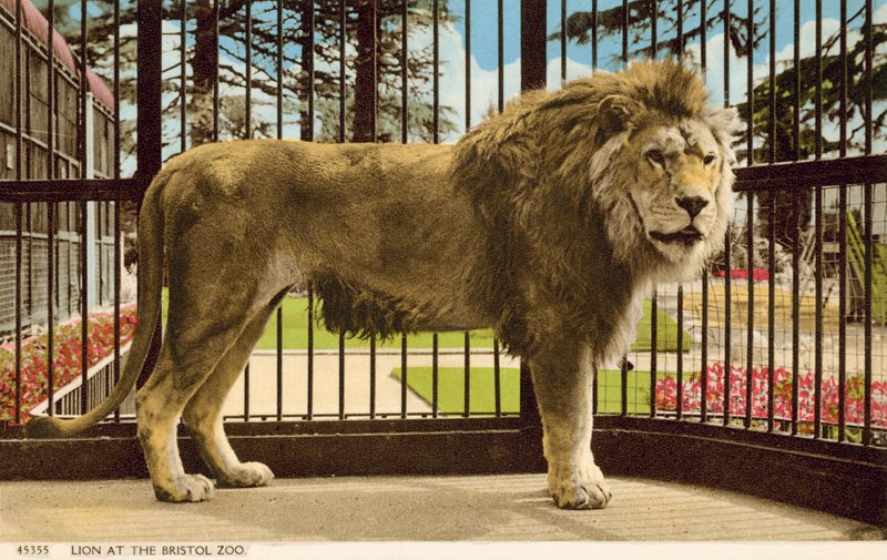 Lev v Bristol Zoo (foto) od English Photographer