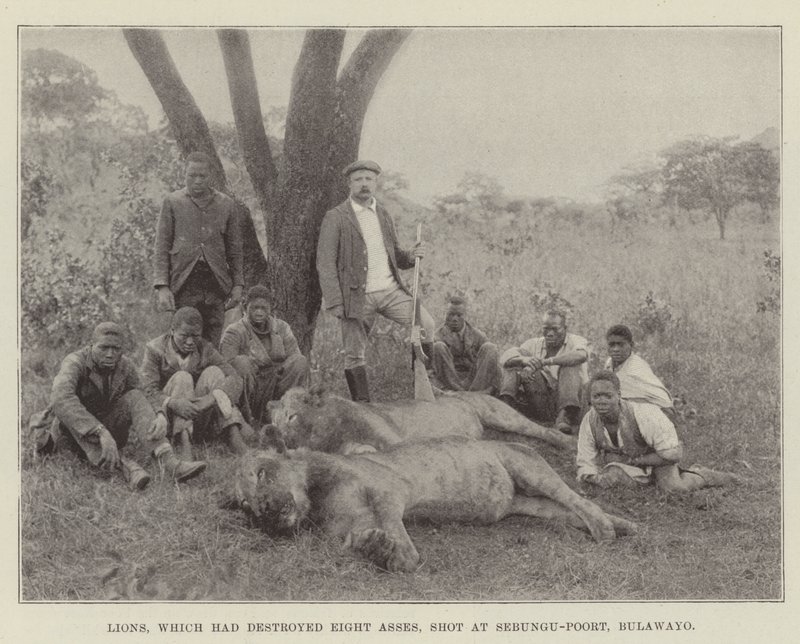 Lvi, kteří zničili Osm oslů, stříleli na Sebungu-Poort, Bulawayo od English Photographer