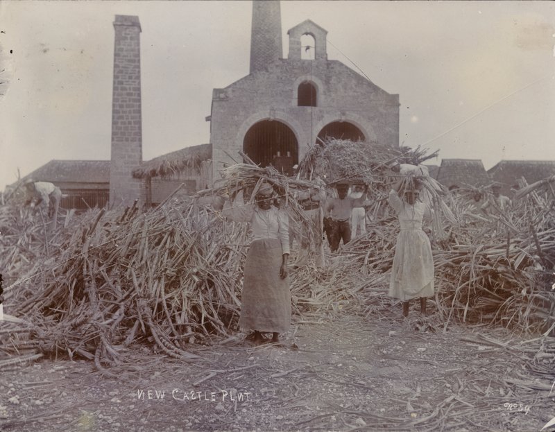 Plantáž Newcastle, 1880 od English Photographer