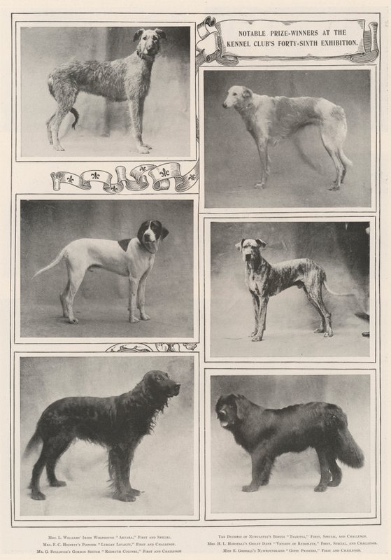 Významní vítězové na čtyřicáté šesté výstavě Kennel Clubs od English Photographer