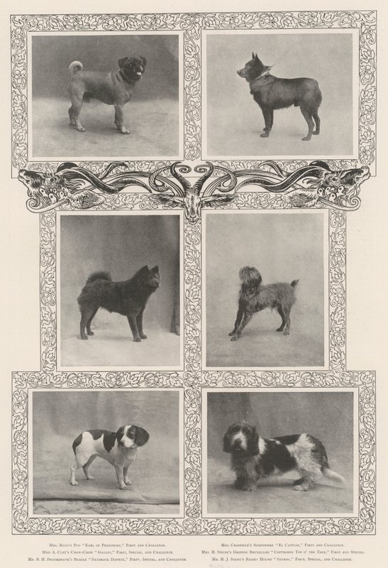 Významní vítězové na čtyřicáté šesté výstavě Kennel Clubs od English Photographer