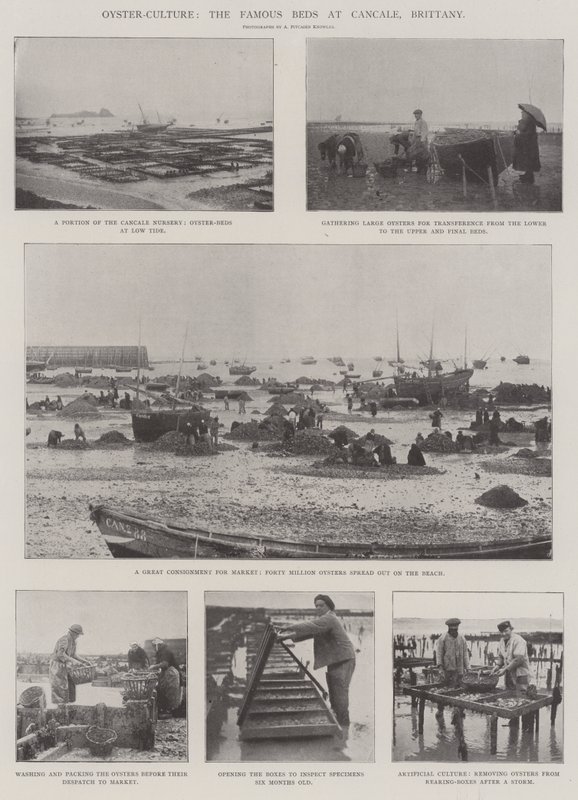 Oyster-Culture, slavné postele v Cancale, Bretaň od English Photographer