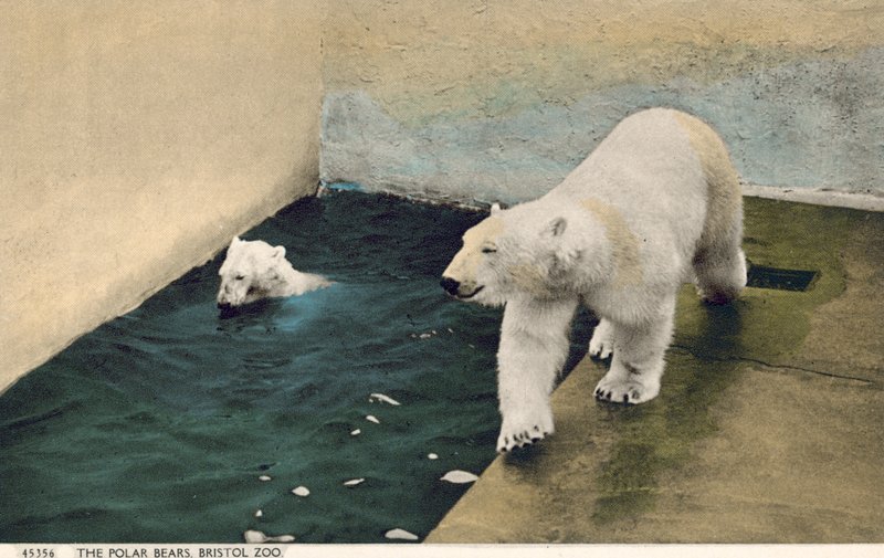 Lední medvědi, Bristolská zoo (foto) od English Photographer